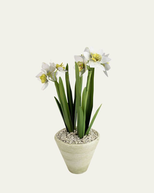 Narcissus December Birth Flower in White Terracotta Pot